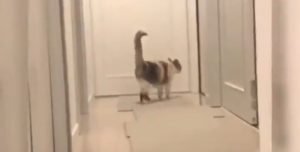 Feline judo