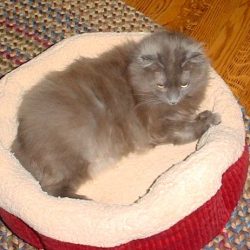 Hope a shelter cat deemed unadoptable