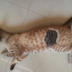 Shaved cat has different colored fur when shaved