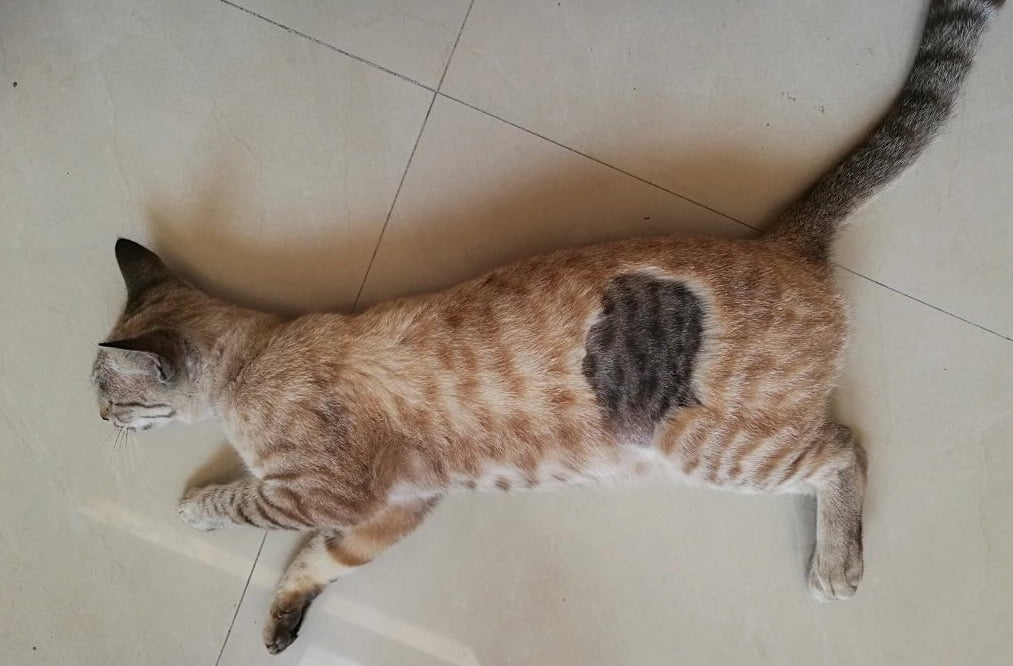 Shaved pointed cat has a darker area where she has been shaved