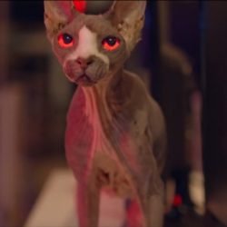 Sphynx cat features in film Pet Graveyard