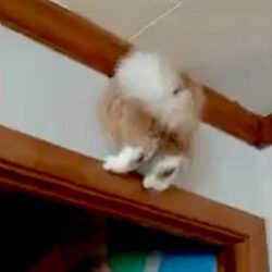 Loki stuck in a wall (Jennifer Brooke)