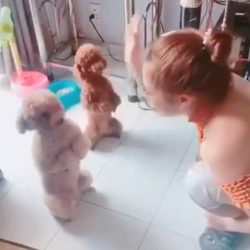 Woman scalds two pet dogs