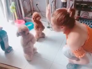 Woman scalds two pet dogs