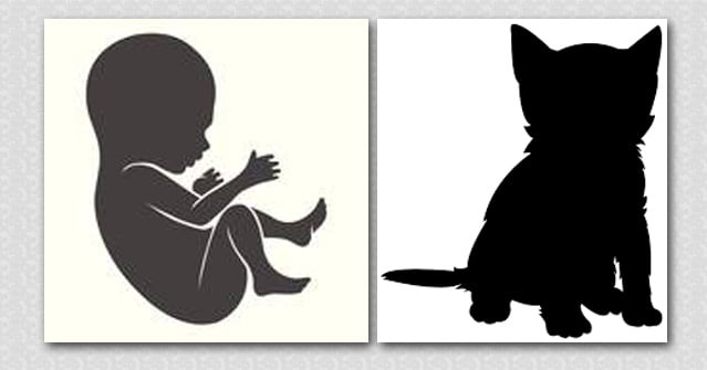 Baby life versus kitten life