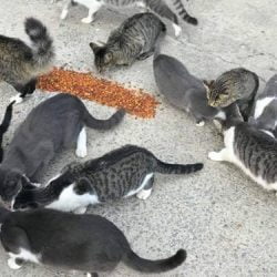 feral cats killed