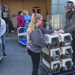 Alabama pets arrive