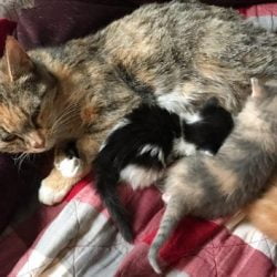 cat reunited with family+