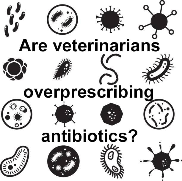 Are veterinarians overprescribing antibiotics because they can't tell the difference between viral and bacterial illnesses?
