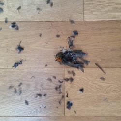 Gabriel the hunter kills robin at night