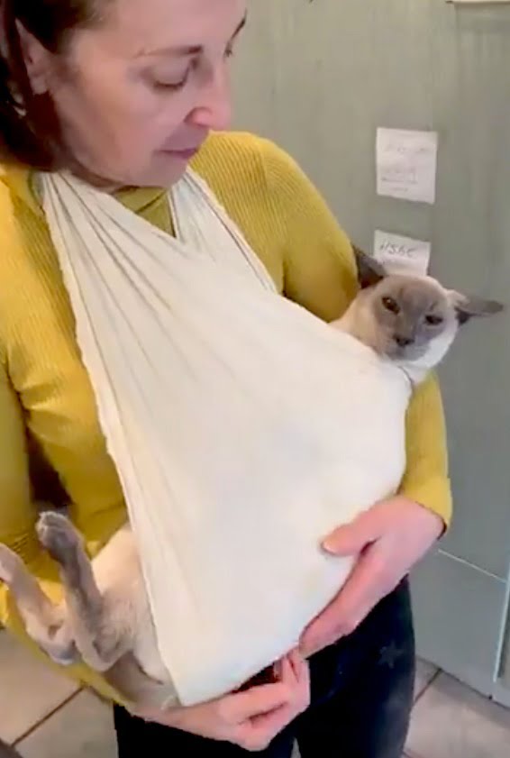 Arthritic Siamese cat in a sling being carried around by owner
