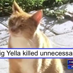 Bad policy for dealing with stray cats