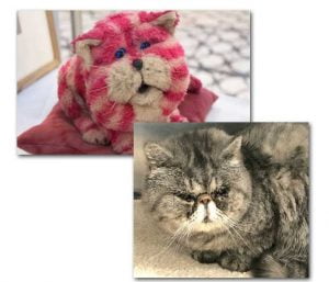 Bagpuss cat Exotic SH up for adoption