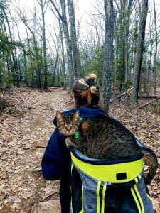 Blind cat Miss Lilly likes to go on hikes (picture)