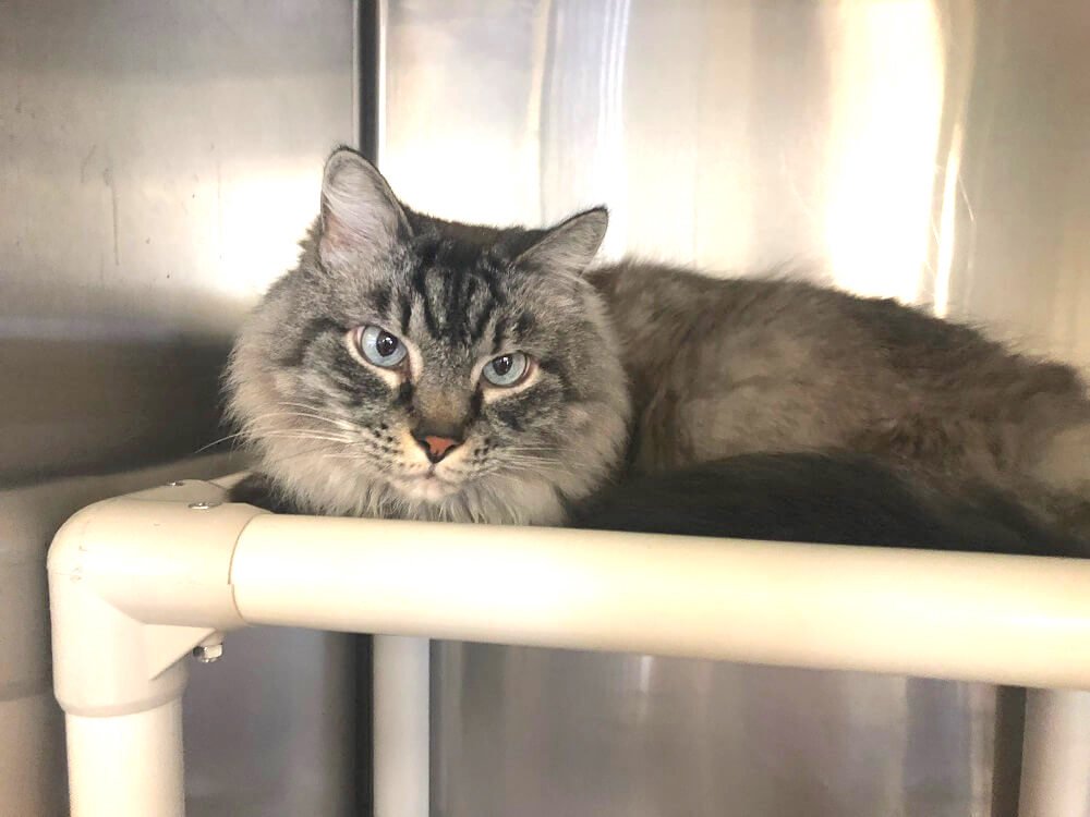 Cat abandoned at PETA's HQ. He looks a bit like a Maine Coon. Not to type but close. Photo: Norfolk Animal Care Center (NACC).
