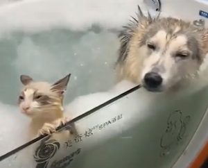 Cat and dog take jacuzzi bubble bath together and they love it. Pure contentment is written all over their faces. Totally weird but fun.