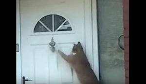 Cats use front door knocker