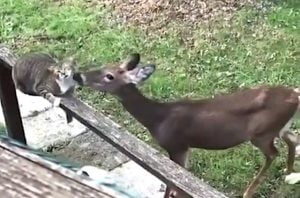 Deer gives cat a thorough drenching of a grooming session