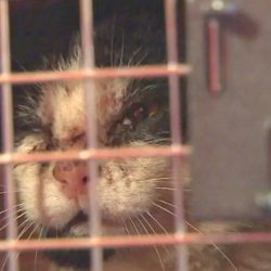 Gerry a feral cat neutered under Emma Manning's TNR work