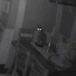 Hunter a stray cat intruder enjoying the house owner's food and security