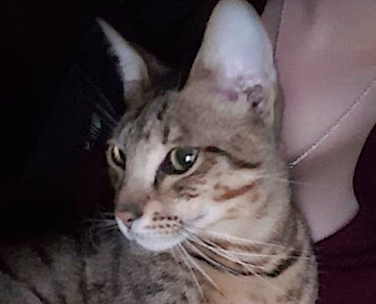 Idris F2 Savannah cat went missing