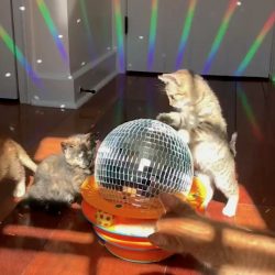 Kitten disco Saturday Night Fever