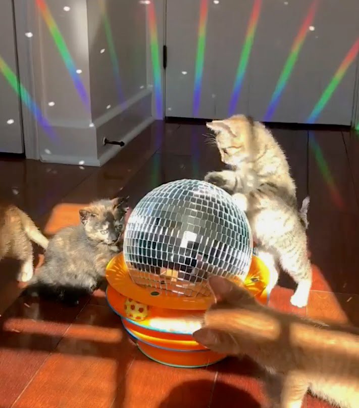Kitten disco Saturday Night Fever