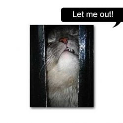 Let me out! Confined cat