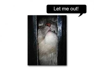 Let me out! Confined cat
