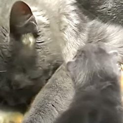 Mom cat raises 4 red squirrels