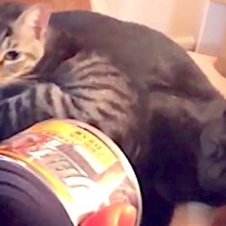Pavlov's cat alive and well