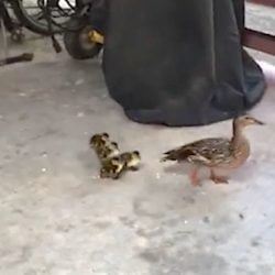 Police save ducklings and mom from feral cat