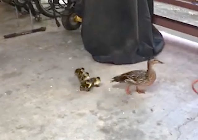Police save ducklings and mom from feral cat