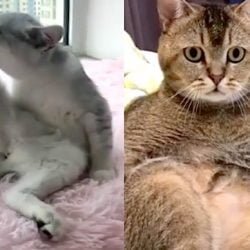 Sexy female cat