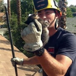 fireman rescues kitten