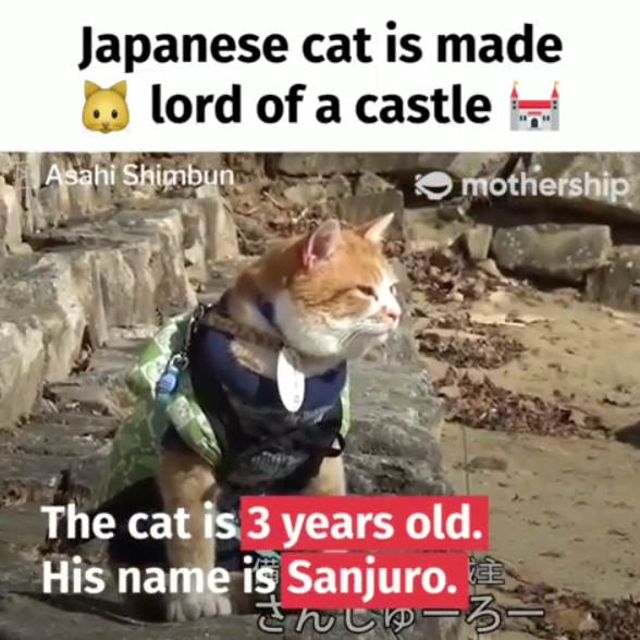 castle cat