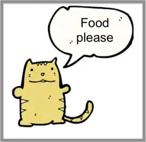 Cat asks for food