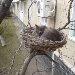 Cat bird