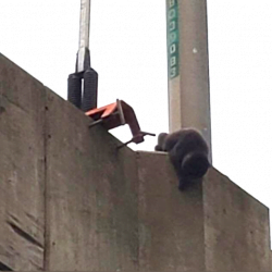 Cat stuck on expressway and school kids help in rescue.