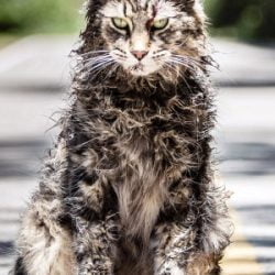 Pet Sematary cat