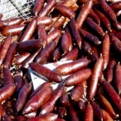 Australia's sausages contained poison - either 1080 or PPAP.