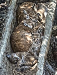 Bobcat family sleeping in tree trunk