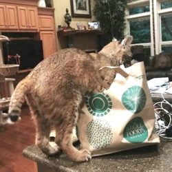 Bobcat rescue hoax on Graigslist