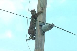 Bobcat on utility pole