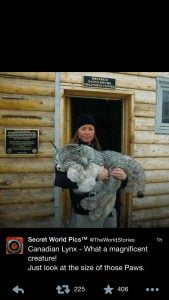 Canada lynx with huge paws