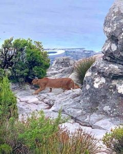 Caracal on Table Mountain SA