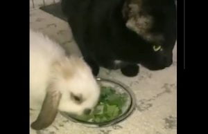Cat eats bunny friend's greens to be friendly