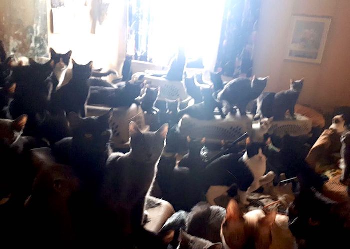 Cat hoarding Armageddon