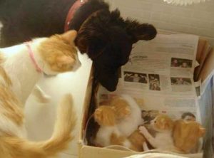 Tender dog leaves some of his food to feed stray pregnant cat and they become a family