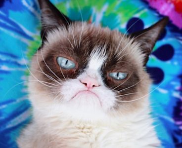 What breed is Grumpy Cat? – Michael Broad